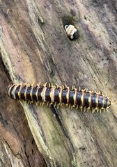 Arthrophaga myriapodina
