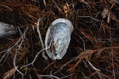 Haliotis kamtschatkana