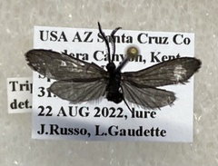 Triprocris smithsoniana