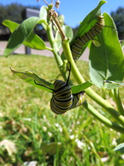 Danaus plexippus