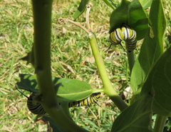 Danaus plexippus