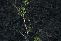 Elaenia