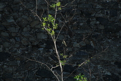 Elaenia