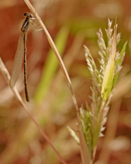 Enallagma praevarum