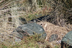 Serpophaga nigricans