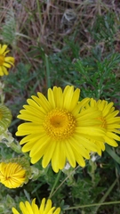 Senecio oederiifolius