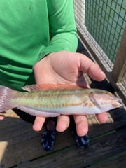 Halichoeres bivittatus