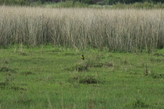 Pseudoleistes virescens