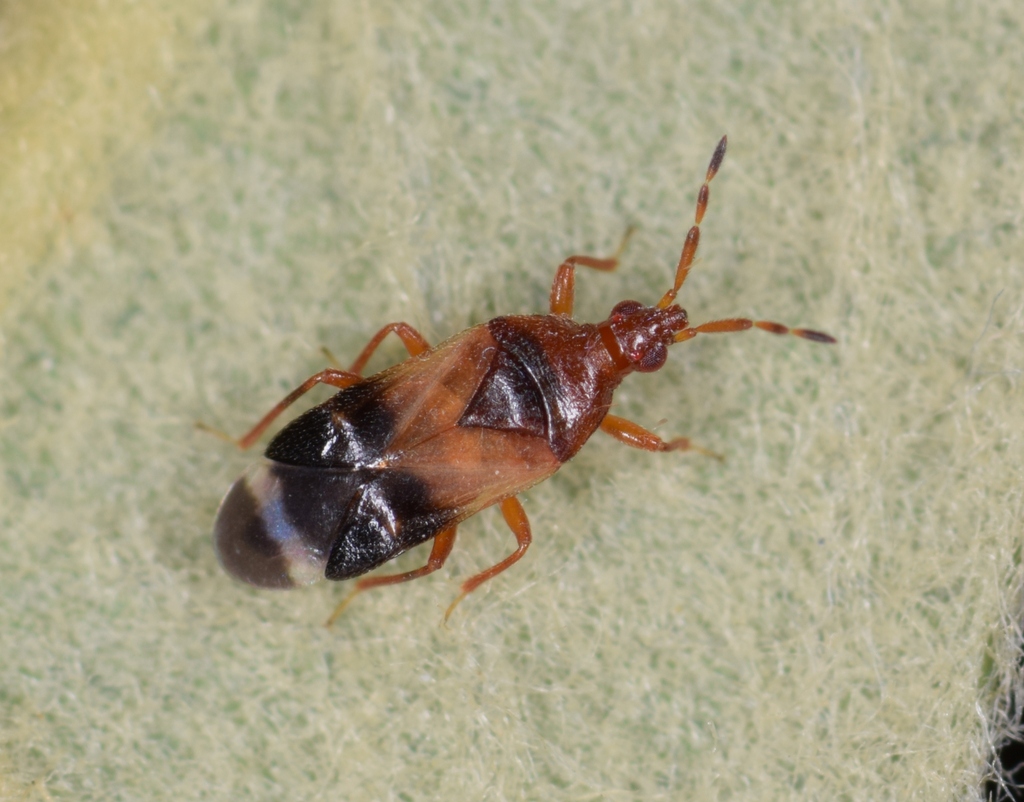 Anthocoris minki