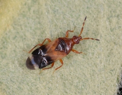 Anthocoris minki pistaciae