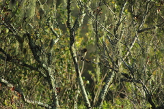 Knipolegus cyanirostris