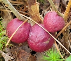 Disholcaspis globosa