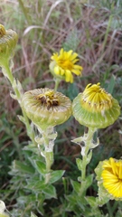 Senecio oederiifolius