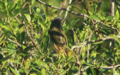 Vireo chivi