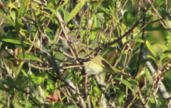 Vireo chivi