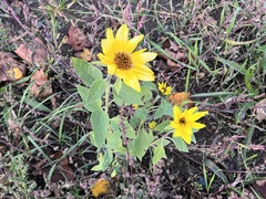 Helianthus tuberosus
