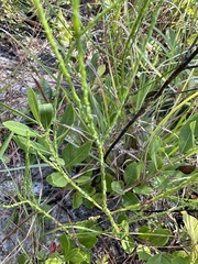 Symphyotrichum adnatum