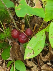 Disholcaspis globosa