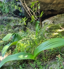 Haemanthus coccineus