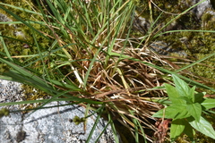 Carex laeviculmis