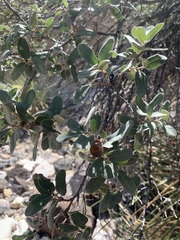 Quercus grisea