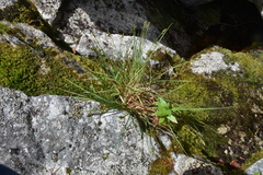Carex laeviculmis