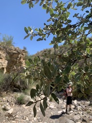 Quercus grisea