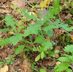 Disholcaspis globosa