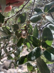 Quercus grisea