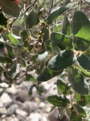 Quercus grisea