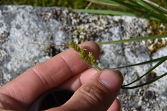 Carex laeviculmis