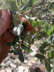 Quercus grisea
