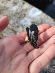 Mytilus trossulus