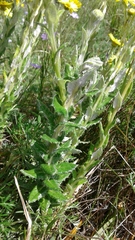 Senecio oederiifolius