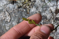 Carex laeviculmis