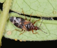 Anthocoris nemoralis
