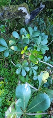 Cussonia thyrsiflora
