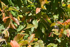 Combretum leprosum