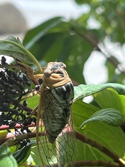 Megatibicen dealbatus