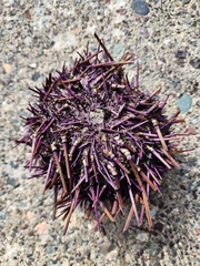 Strongylocentrotus purpuratus
