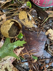Tigrosa georgicola
