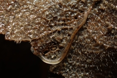 Enchytraeidae