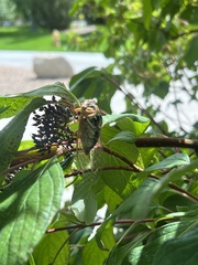 Megatibicen dealbatus