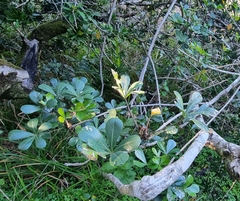 Cussonia thyrsiflora