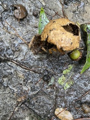 Tigrosa georgicola