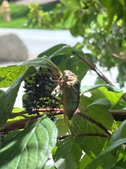 Megatibicen dealbatus