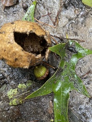 Tigrosa georgicola