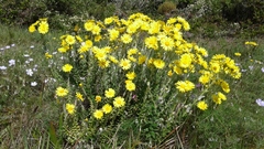 Senecio oederiifolius