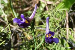 Delphinium peregrinum