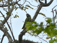 Thectocercus acuticaudatus